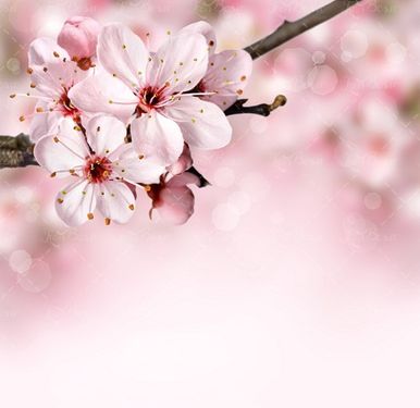 شاخه درخت شکوفه بهار منظره 