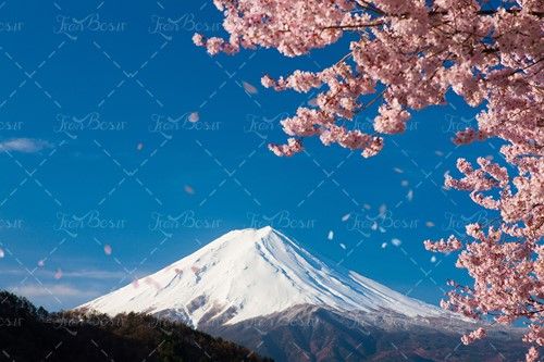 چشم انداز کوه برف شکوفه بهاری بهار 