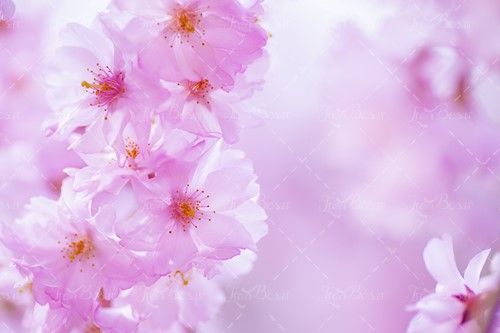 شکوفه گل سفید بهار شکوفه بهاری 
