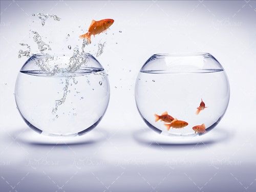 تنگ آب ماهی قرمز ماهی عید 