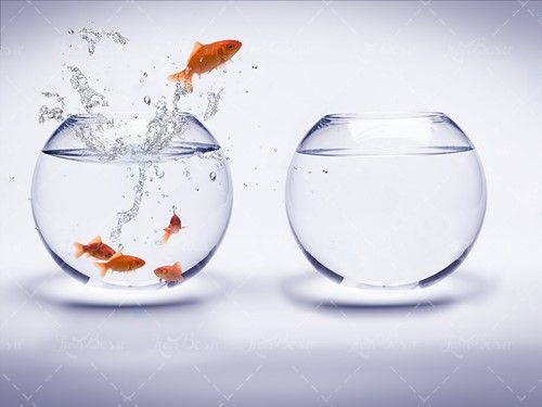 دو تنگ آب ماهی قرمز ماهی عید 