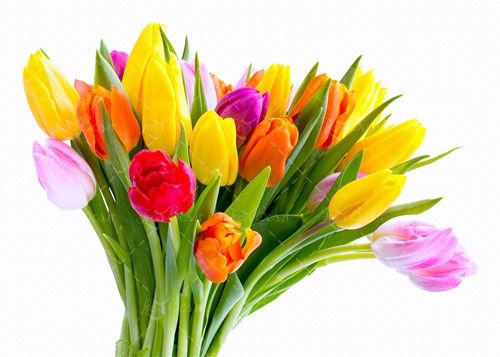 گل تزئینی زرد قرمز سوسنی بنفش 