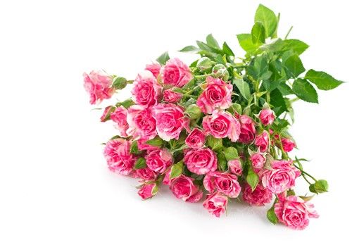 گل محمدی گل گلاب دسته گل محمدی