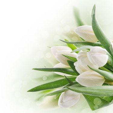 برگ سبز گل طبیعی گل تزئینی سفید