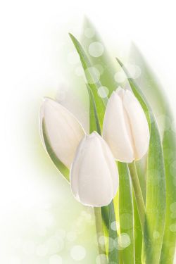 گل تزئینی سفید گل طبیعی سفید 