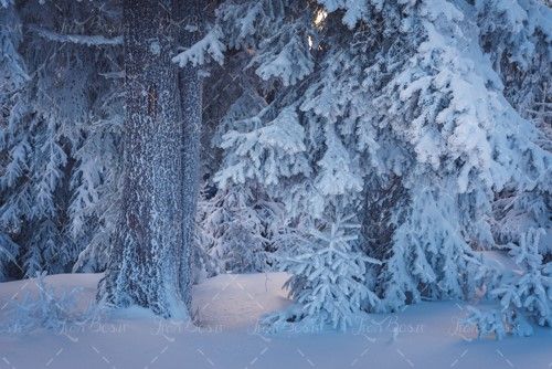 زمستان تنه درخت شاخه پوشیده از برف