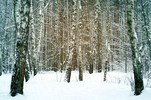 زمستان طبیعت سرد جنگل برف منظره 
