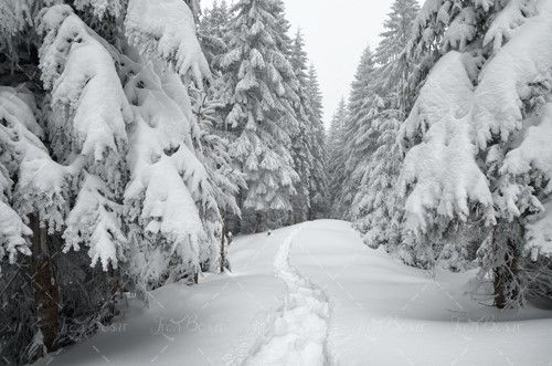 شاخه خمیده درختان زیر برف زمستان 