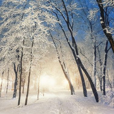 جاده پوشیده از برف جنگل درخت زمستان