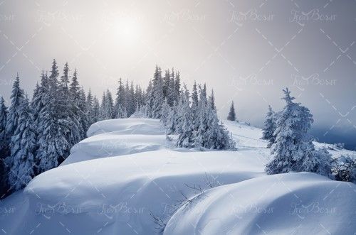 هوای برفی زمستان برف درخت سرما
