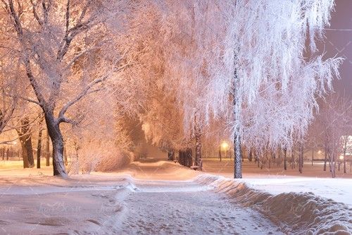 نور چراغ جاده برفی درخت پوشیده از برف