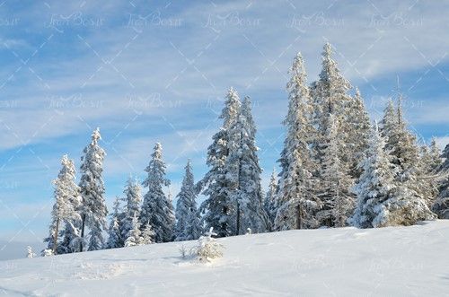 آسمان آبی برف روی درخت زمستان 