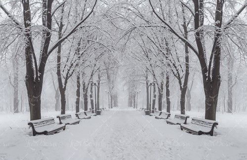 نیمکت برف درخت پارک منظره زمستان 