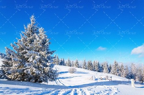 درخت برف ردپای ماشین در برف زمستان