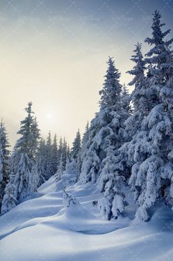طبیعت سفید پوش منظره سفید پوش