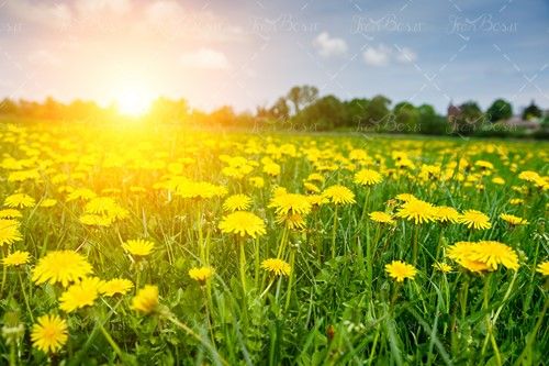 بهار نور خورشید دشت گل زرد علفزار