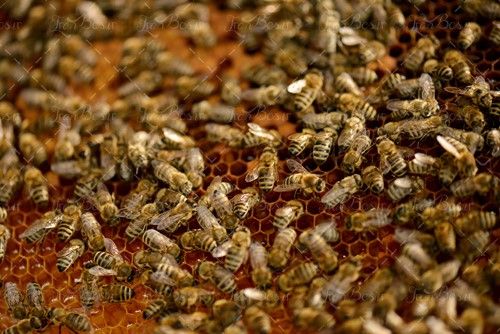 زنبور داری زنبور عسل کندوی عسل 