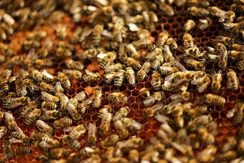 پرورش زنبور عسل کندوی زنبور عسل 