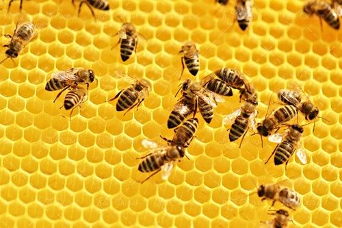موم عسل پرورش زنبور عسل کندو