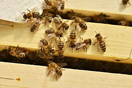 جعبه زنبور عسل کندو پرورش زنبور 