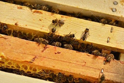 جعبه زنبور عسل کندو پرورش زنبور عسل 