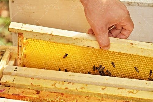 موم عسل کندو پرورش زنبور عسل 
