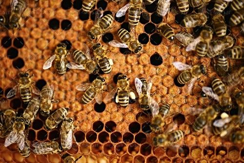 زنبورداری پرورش زنبور عسل کندو موم 