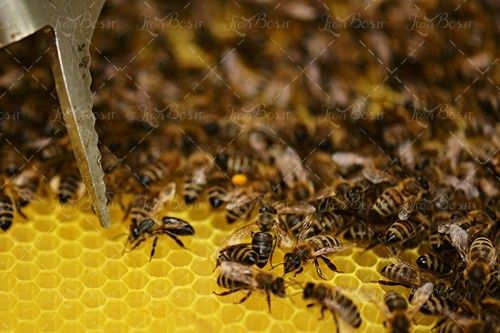زنبور عسل جعبه کندو موم زنبور عسل 