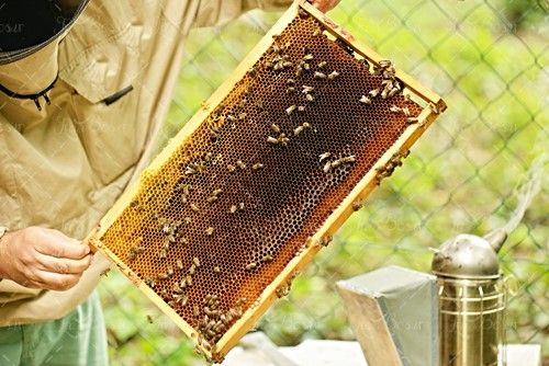 زنبوردار پرورش زنبور شانه عسل موم 