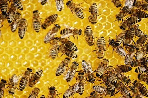 زنبوردار پرورش زنبور زنبور روی شانه عسل