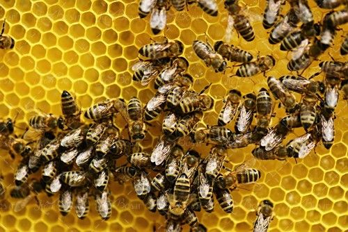 پرورش زنبور کندو شانه زنبور عسل 
