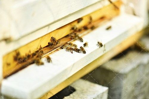 کندوی زنبور عسل جعبه زنبور عسل 
