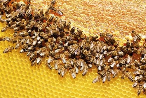 انبوه زنبور عسل زنبورداری پرورش زنبور