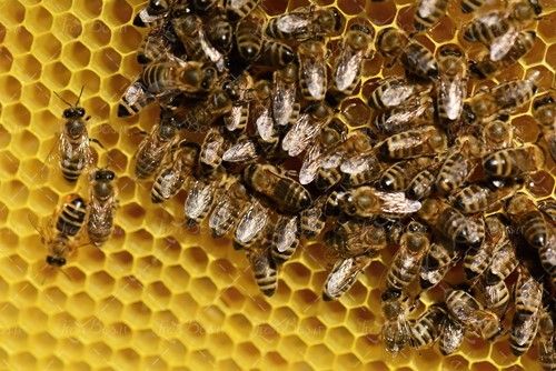 کلونی زنبور عسل پرورش زنبور عسل 