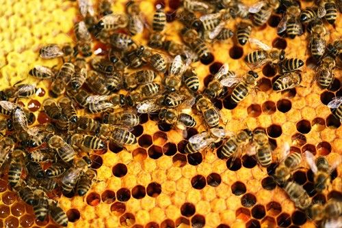 زنبور عسل موم شانه کندو زنبورداری 