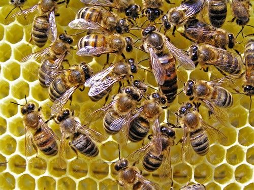 زنبور عسل موم کندو جعبه زنبور عسل 