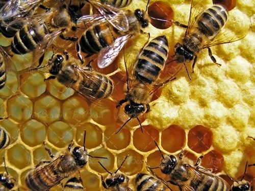 تصویر نزدیک زنبور عسل خانه زنبور 