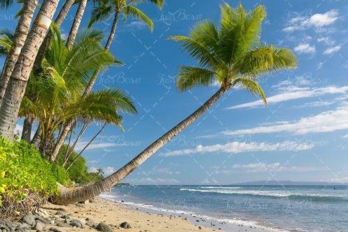 ساحل سنگی درخت نارگیل شن دریا 