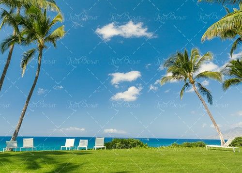 ابر درخت آسمان آبی چمنزار ساحل 