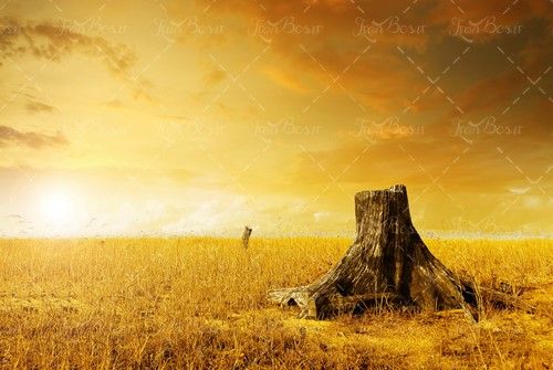 مزرعه آسمان تیره درخت بریده شده 