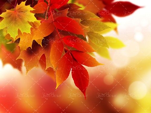 برگ زرد و قرمز درخت چشم انداز پاییز