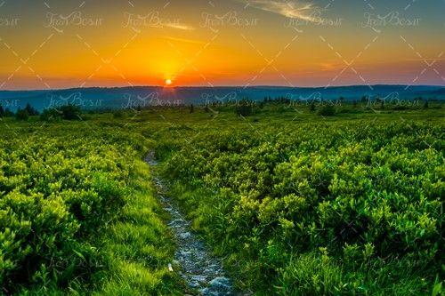 چشم انداز مزرعه راه باریک علفزار 