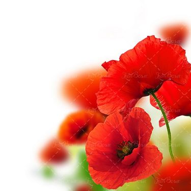 گل طبیعی گل لاله گل شقایق وحشی 