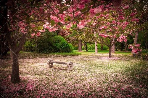 نیمکت بهار شکوفه زیر درخت 