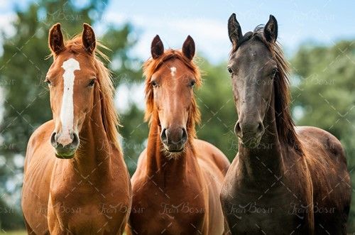 اسب سیاه اسب قهوه ای پیشانی سفید