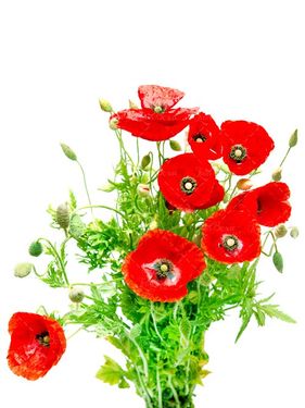 دسته گل شقایق دسته گل لاله قرمز 