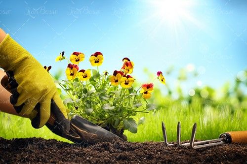 خاک رس گل طبیعی زرد باغبانی 