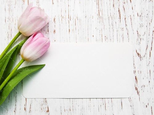 دو شاخه گل کارت دعوت کارت تبریک 