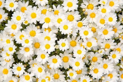 گل سفید پرورش گل گل طبیعی 