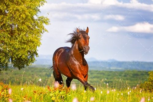 اسب طبیعت درخت علفزار 